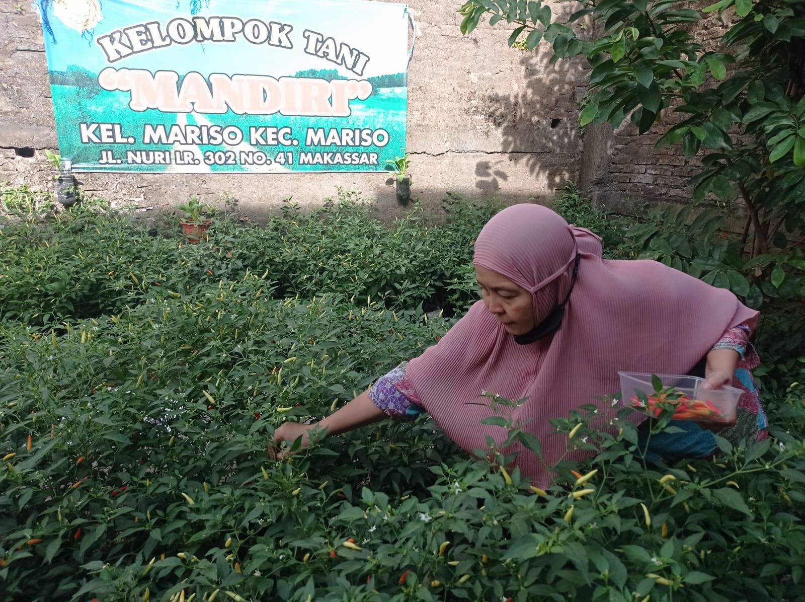 Warga Mariso Panen Cabai dan Hasilkan Rp 500 Ribu Per Bulan, Juliaman: Buah Kekompakan dan Program Lorong Wisata